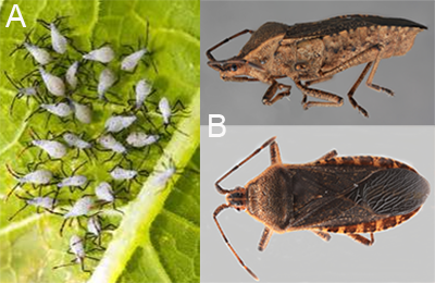 Squash Bugs As Pests Of Cucurbits In Michigan Msu Extension